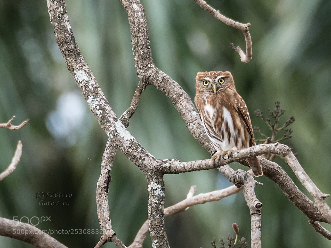 Olympus OM-D E-M1 Mark II sample photo. Mochuelo caburé (glaucidium brasilianum) photography