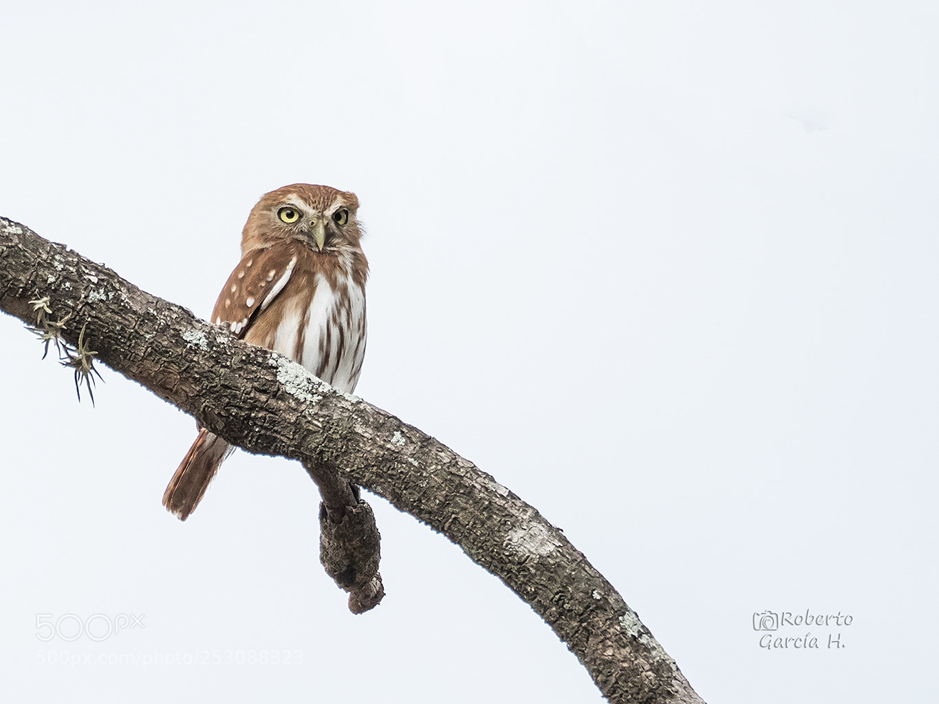 Olympus OM-D E-M1 Mark II sample photo. Mochuelo caburé (glaucidium brasilianum) photography