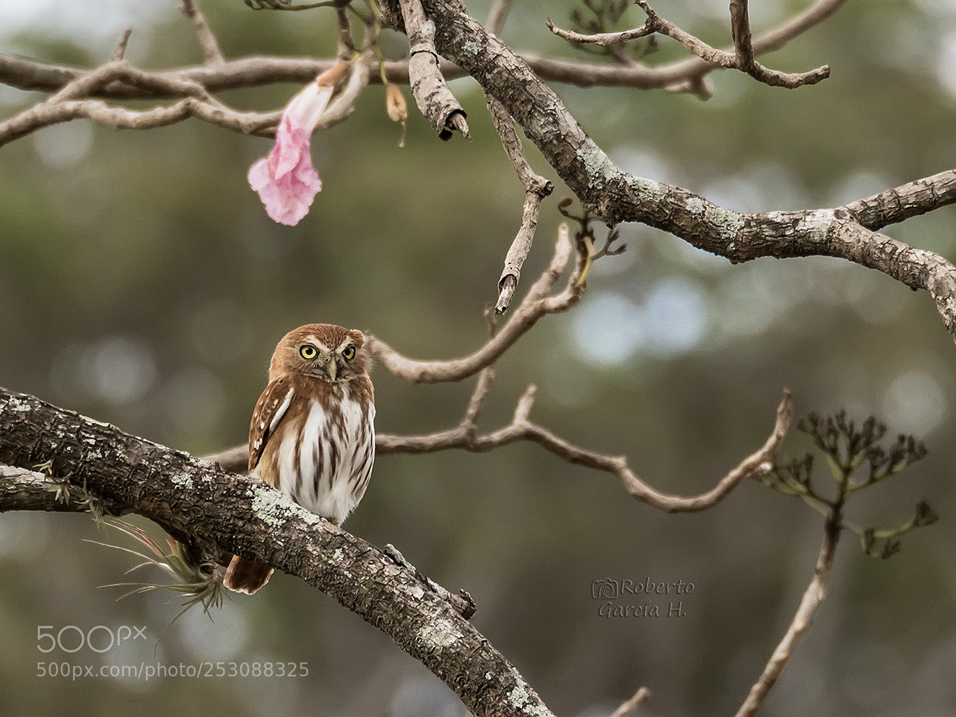 Olympus OM-D E-M1 Mark II sample photo. Mochuelo caburé (glaucidium brasilianum) photography