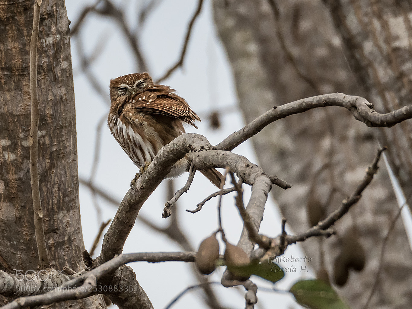 Olympus OM-D E-M1 Mark II sample photo. Mochuelo caburé (glaucidium brasilianum) photography