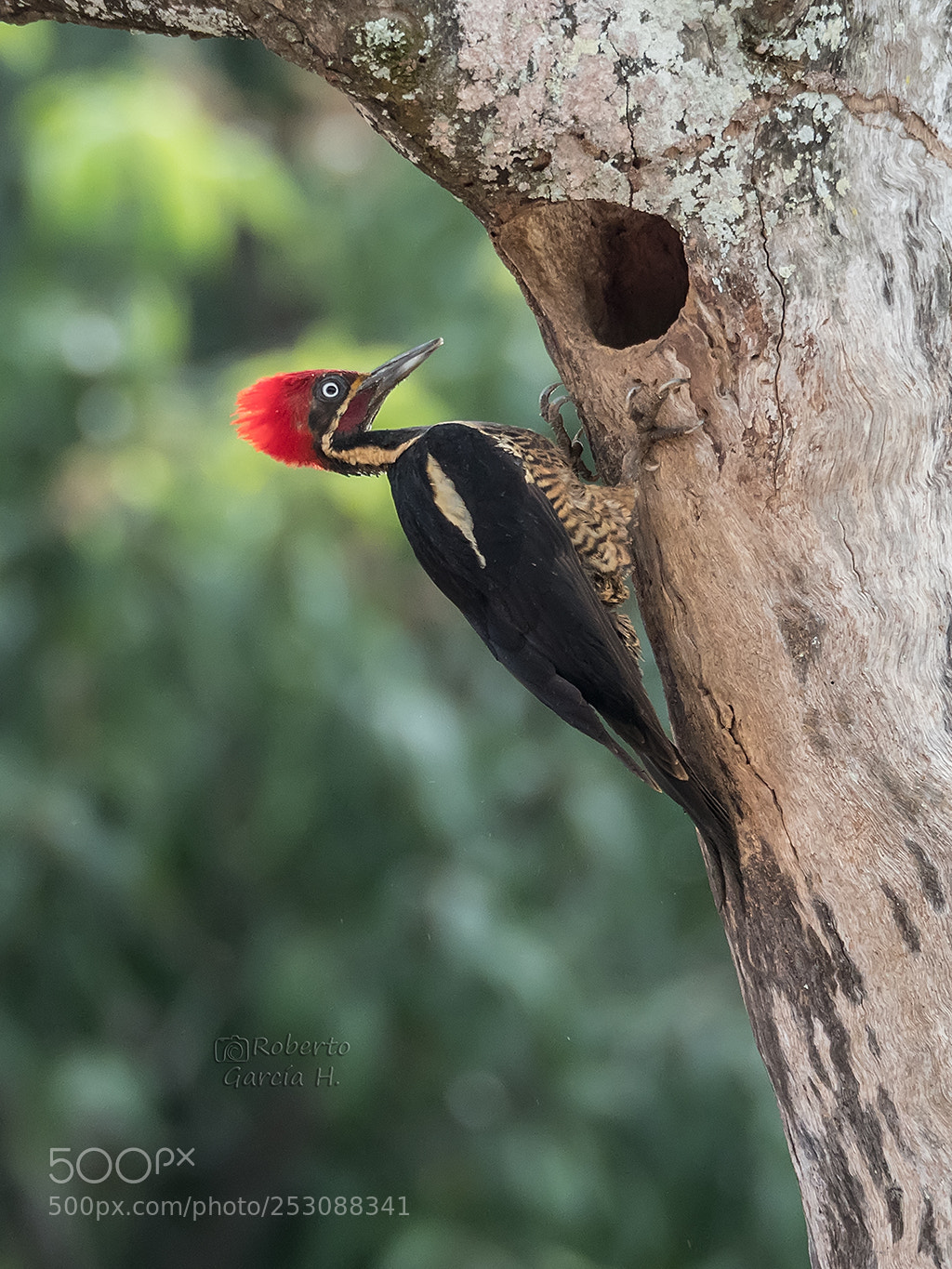 Olympus OM-D E-M1 Mark II sample photo. Carpintero lineado (dryocopus lineatus) photography