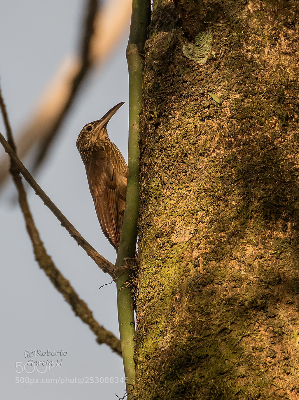 Olympus OM-D E-M1 Mark II sample photo. Trepatroncos manchado (xiphorhynchus erythropygius photography