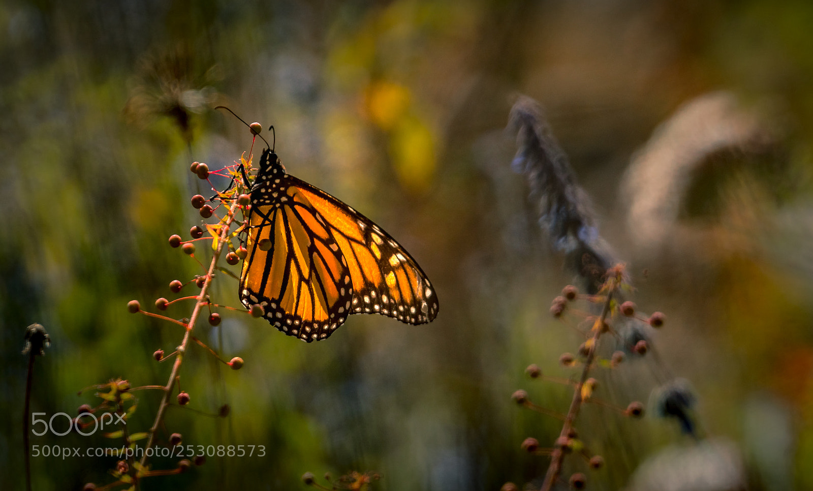 Sony a6500 sample photo. Monarch butterfly photography