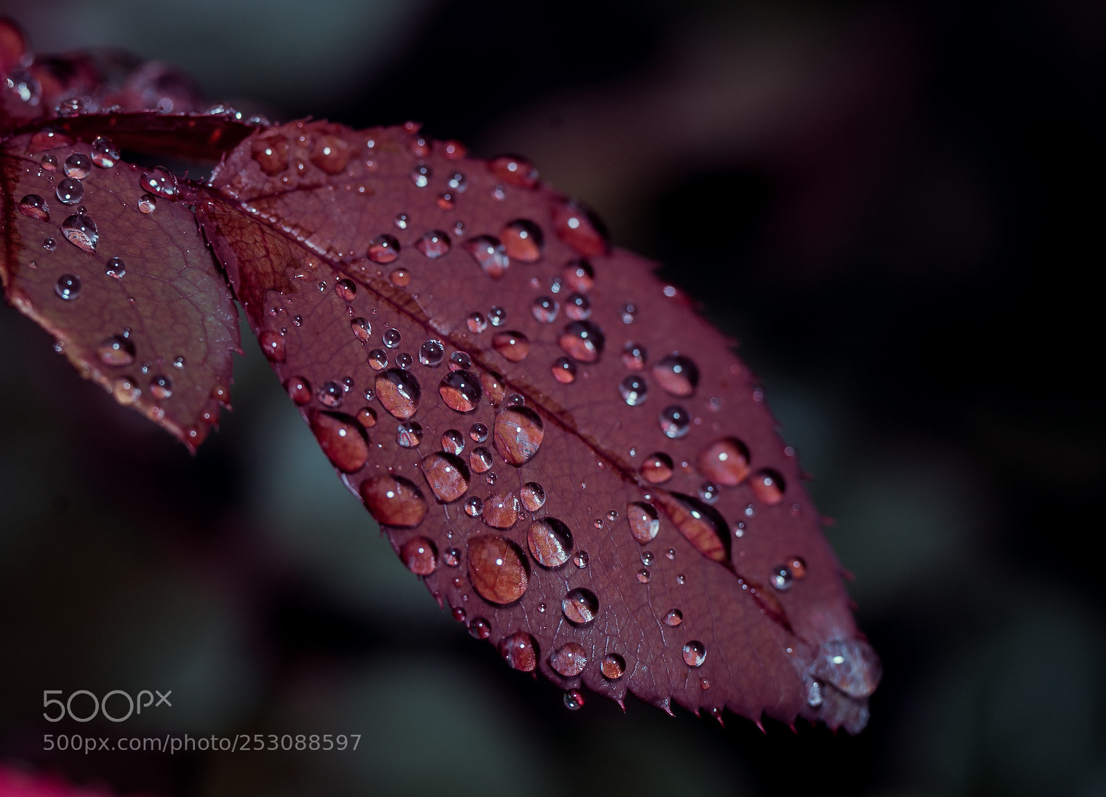 Sony SLT-A99V sample photo. Leaf under rain photography