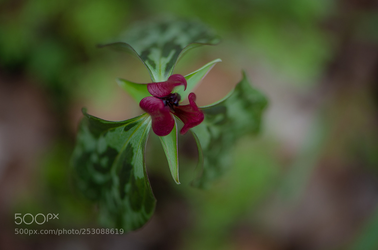 Nikon D850 sample photo. Trillium photography