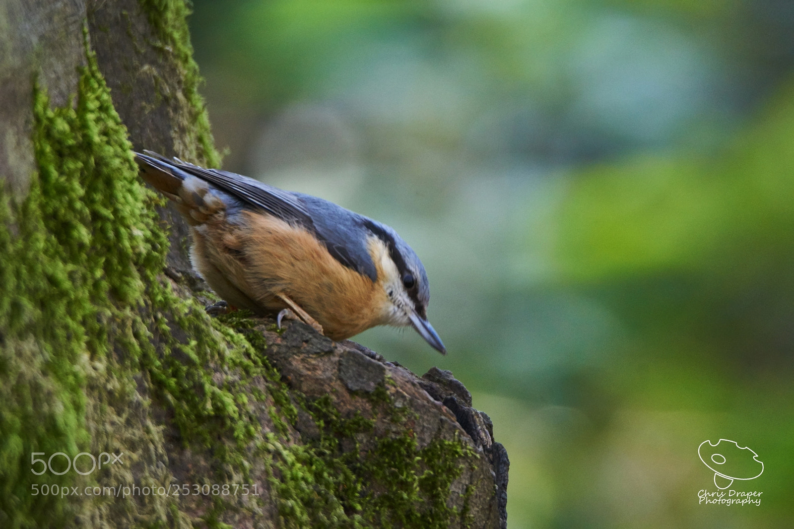Sony ILCA-77M2 sample photo. Nuthatch photography