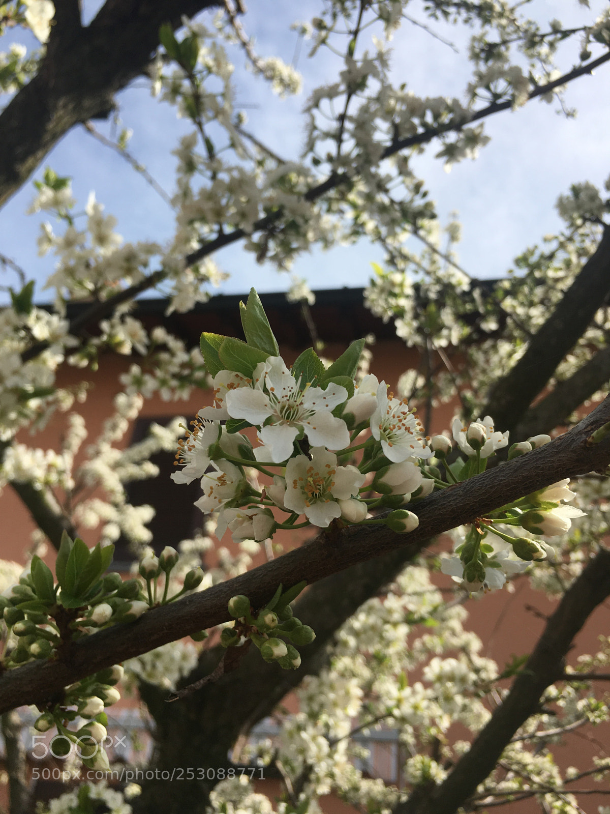 Apple iPhone 6s sample photo. Flowers photography