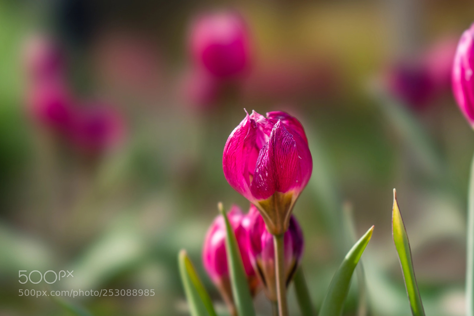 Sony a7R II sample photo. Withering photography