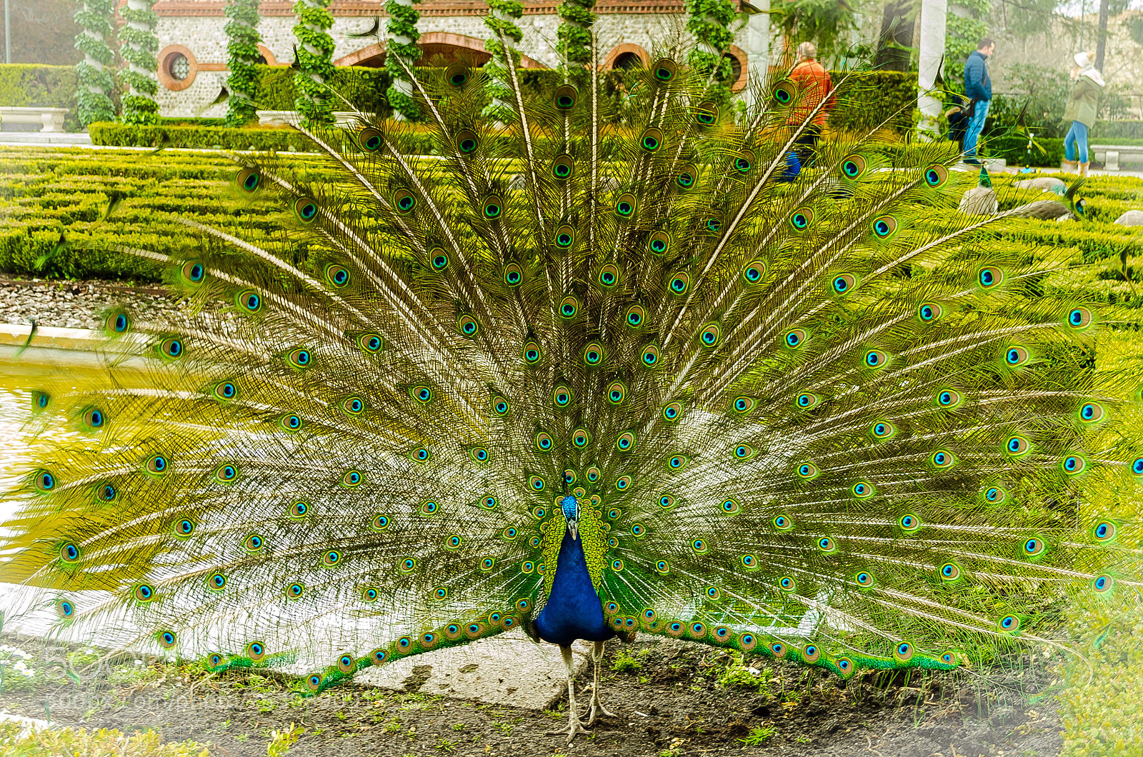 Nikon D5100 sample photo. Peacock  photography