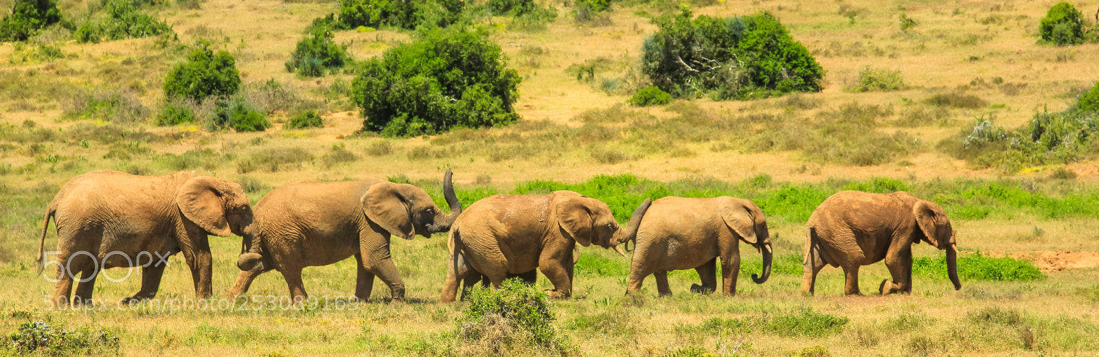 Canon EOS 550D (EOS Rebel T2i / EOS Kiss X4) sample photo. African elephants panorama photography
