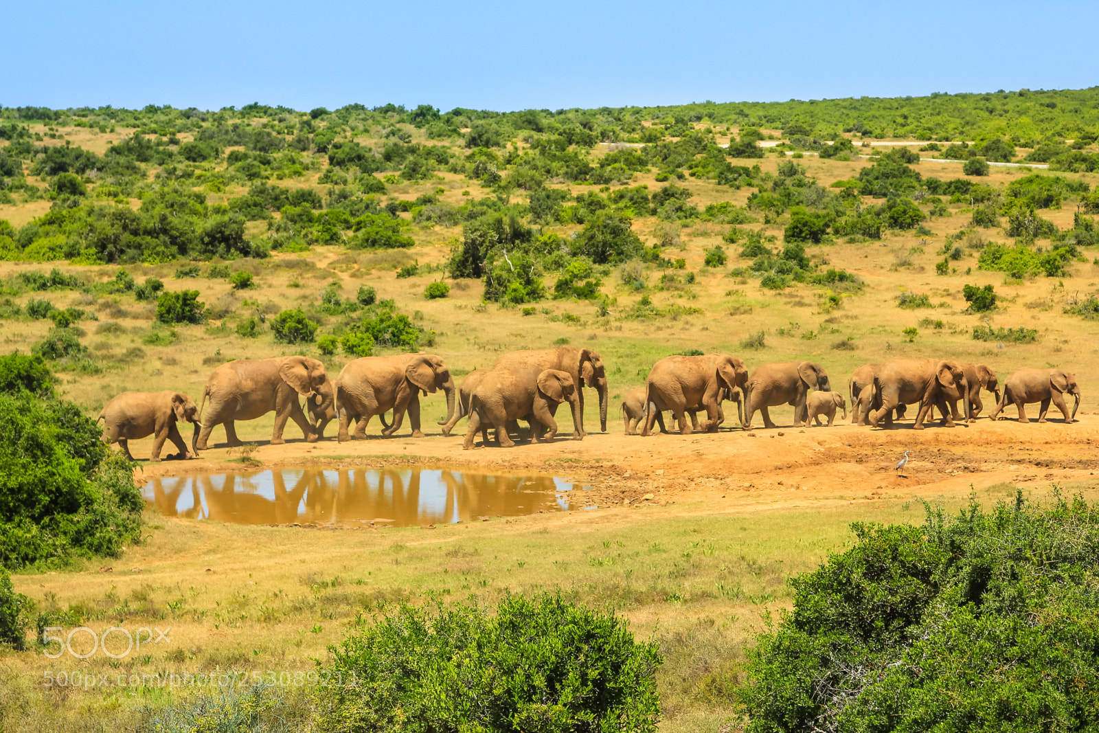 Canon EOS 550D (EOS Rebel T2i / EOS Kiss X4) sample photo. Elephants in addo np photography