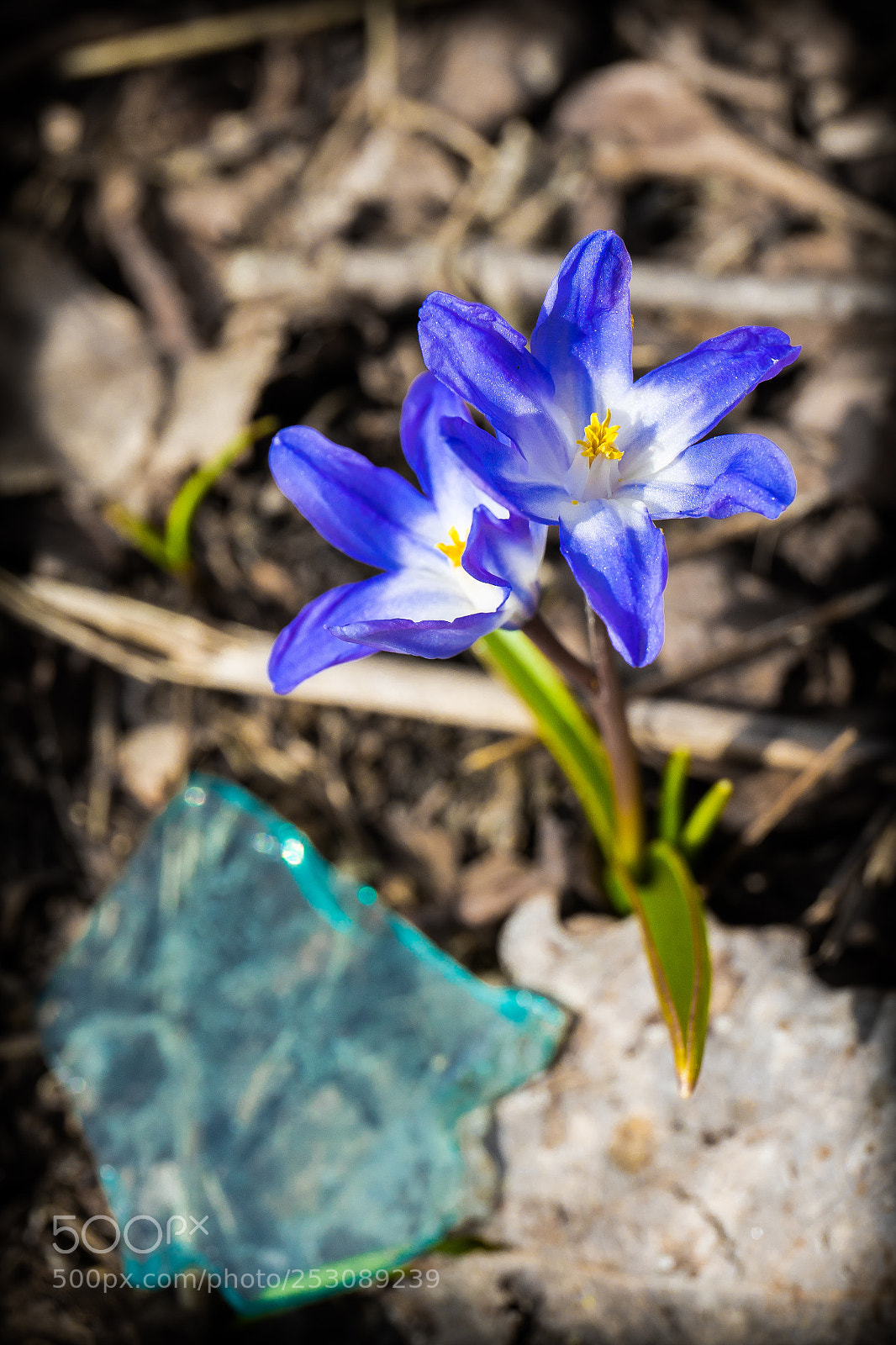 Canon EOS 5D Mark IV sample photo. Flowers and glass photography