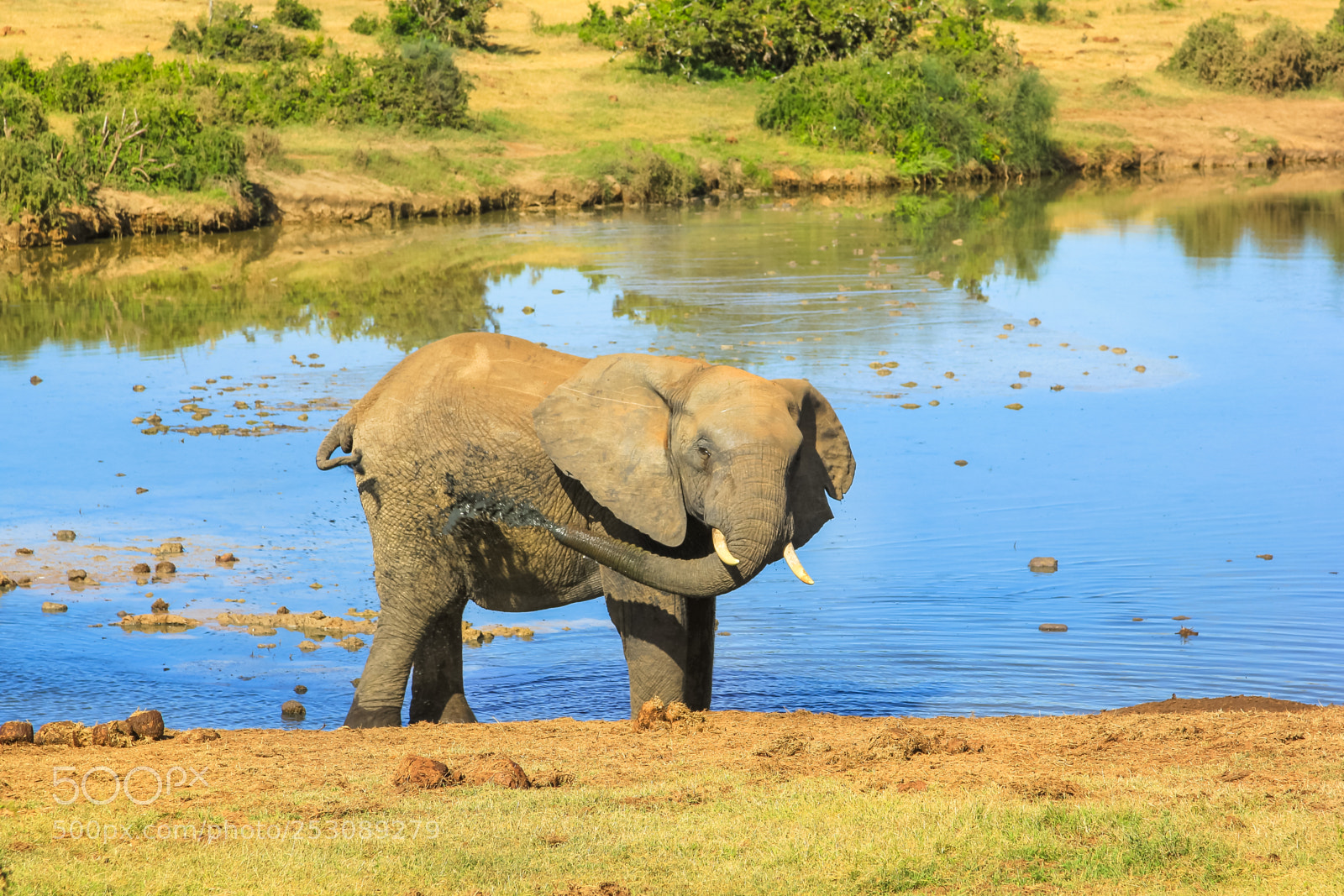 Canon EOS 550D (EOS Rebel T2i / EOS Kiss X4) sample photo. Elephant mud shower photography