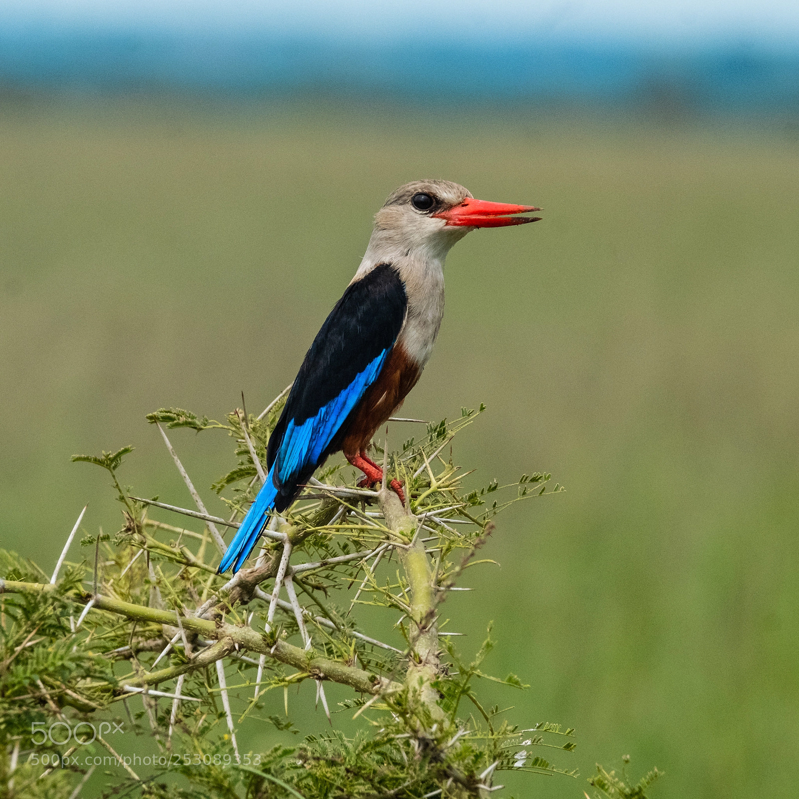 Fujifilm X-T2 sample photo. Kingfisher photography