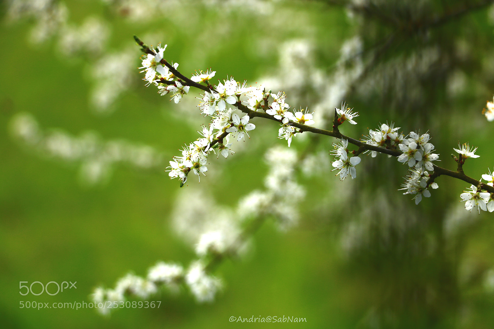 Canon EOS 750D (EOS Rebel T6i / EOS Kiss X8i) sample photo. Spring photography