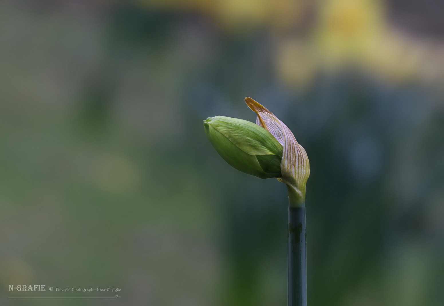Canon EOS 80D sample photo. Daffodils buds photography