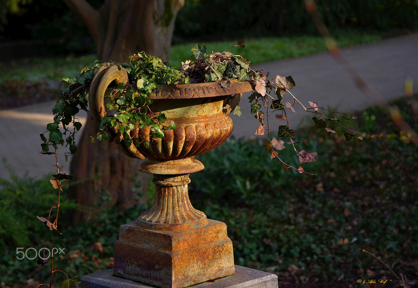 Pentax K-1 sample photo. Planter photography