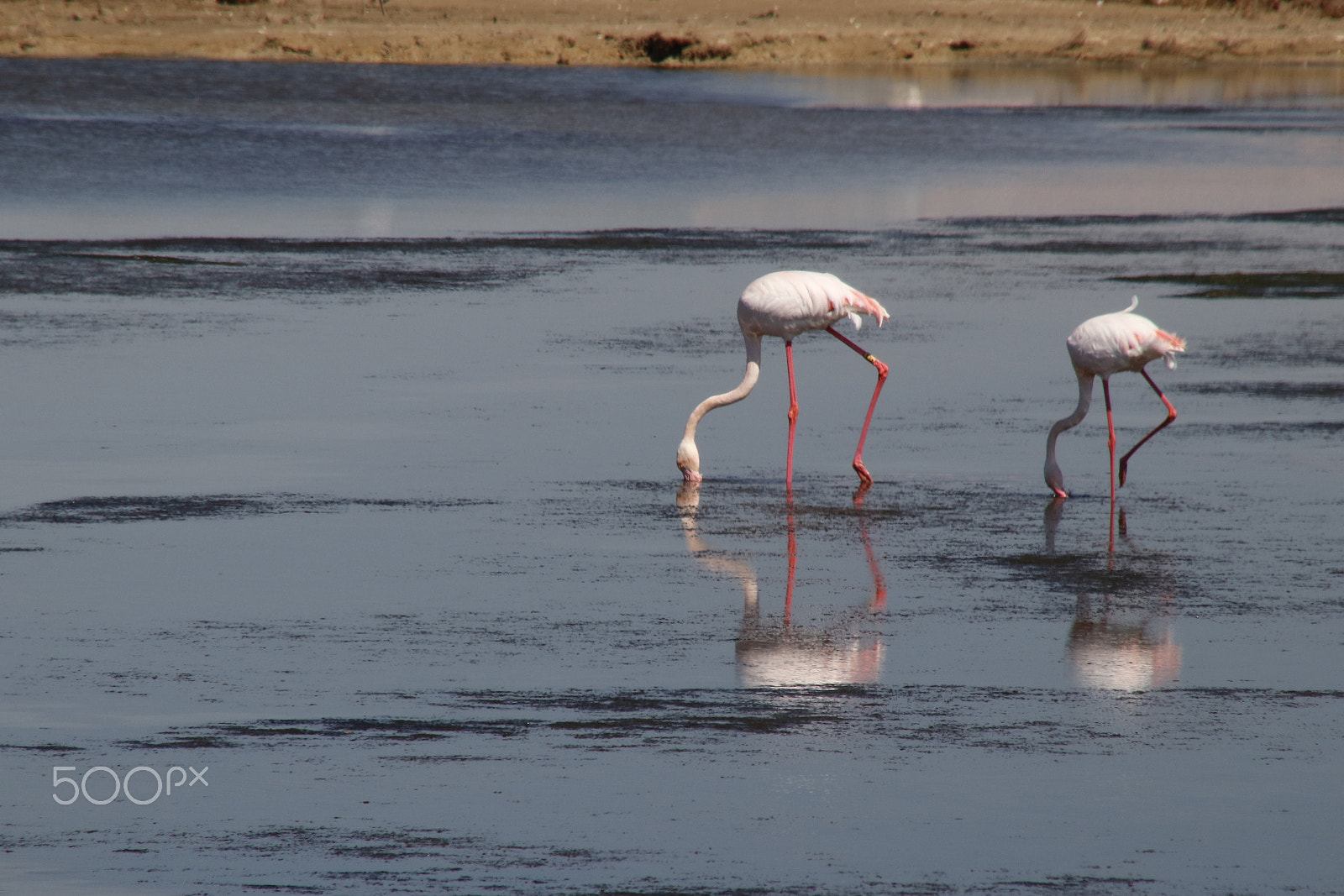 Canon EOS 80D sample photo. Flamingo: mother and child photography