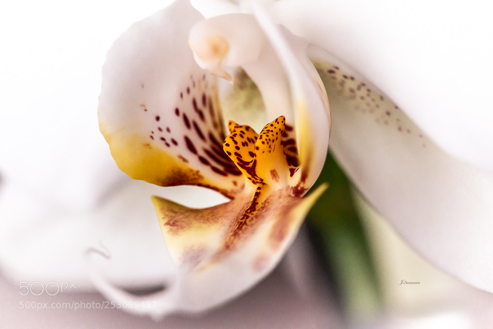 Canon EOS 70D sample photo. Coeur d'orchidée! photography