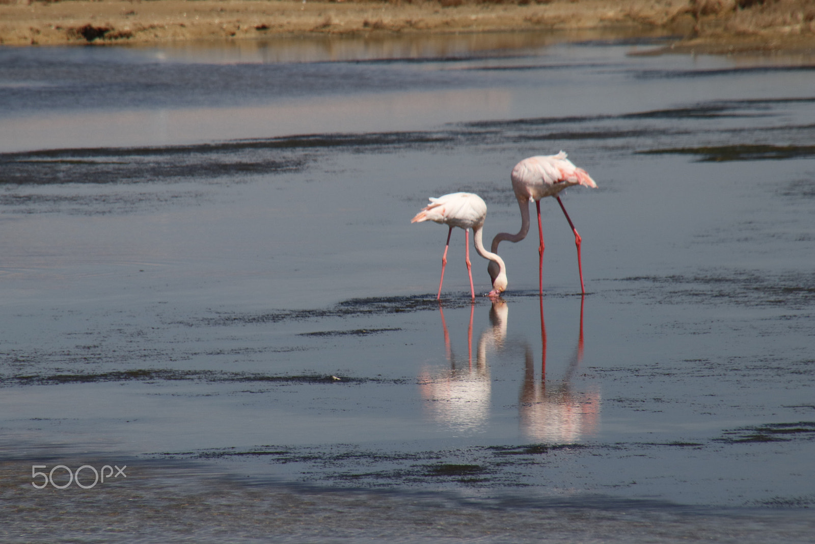 Canon EOS 80D sample photo. Flamingos: dancing photography