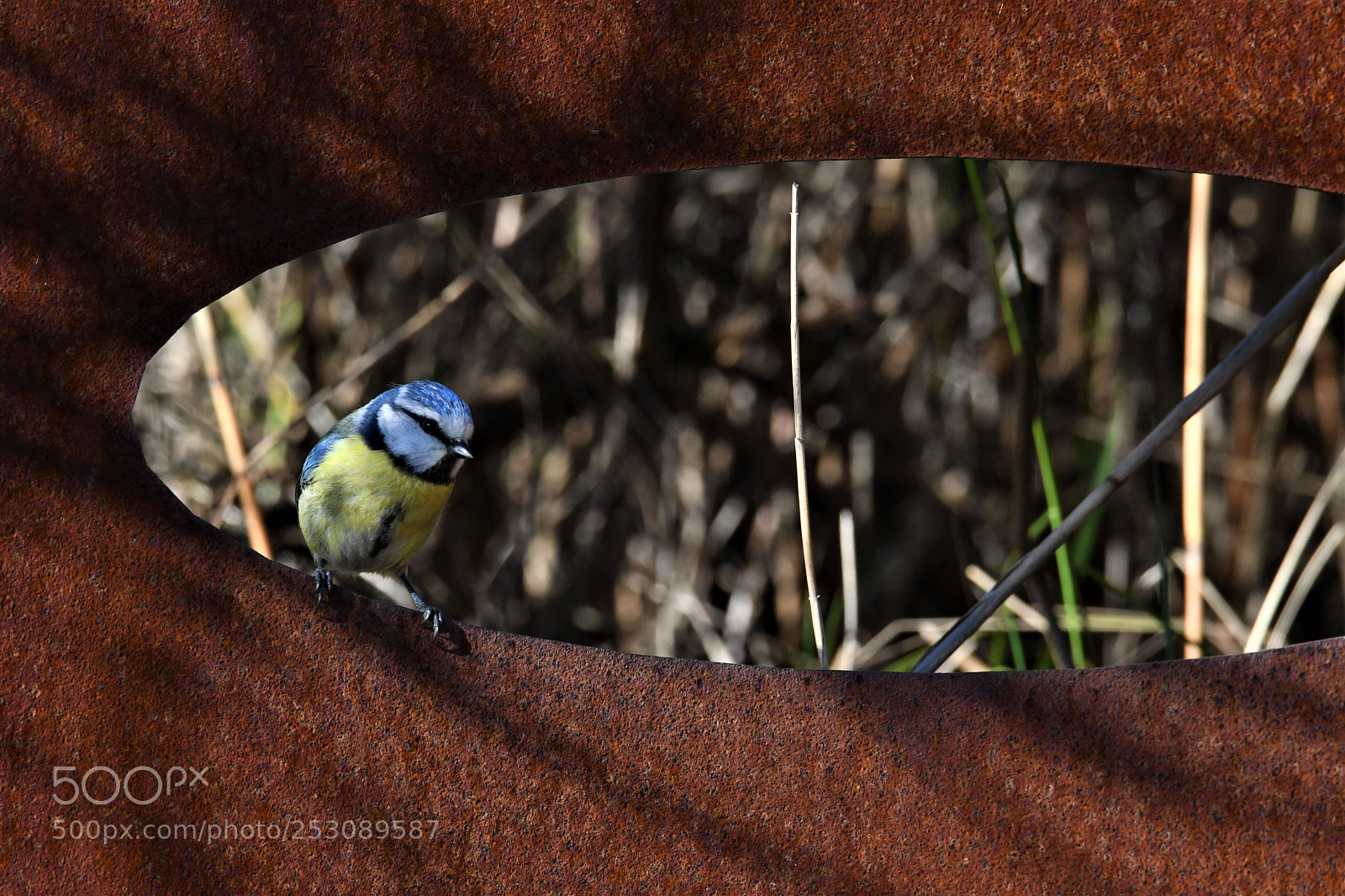Nikon D500 sample photo. () photography