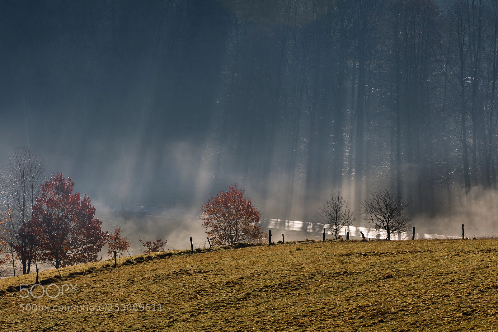 Nikon D7200 sample photo. Sunrays through ground fog photography