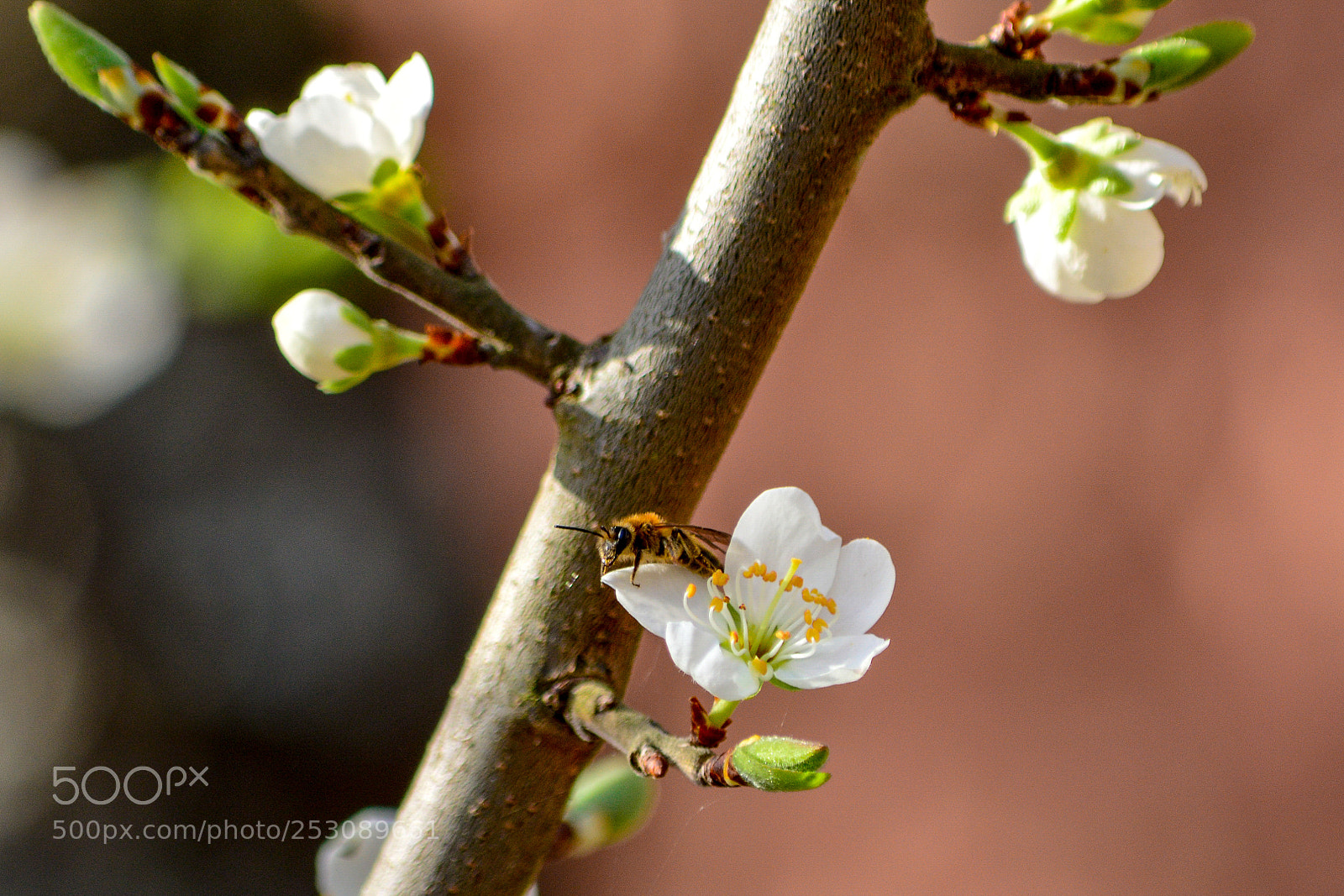 Nikon D7100 sample photo. Bee in tour photography