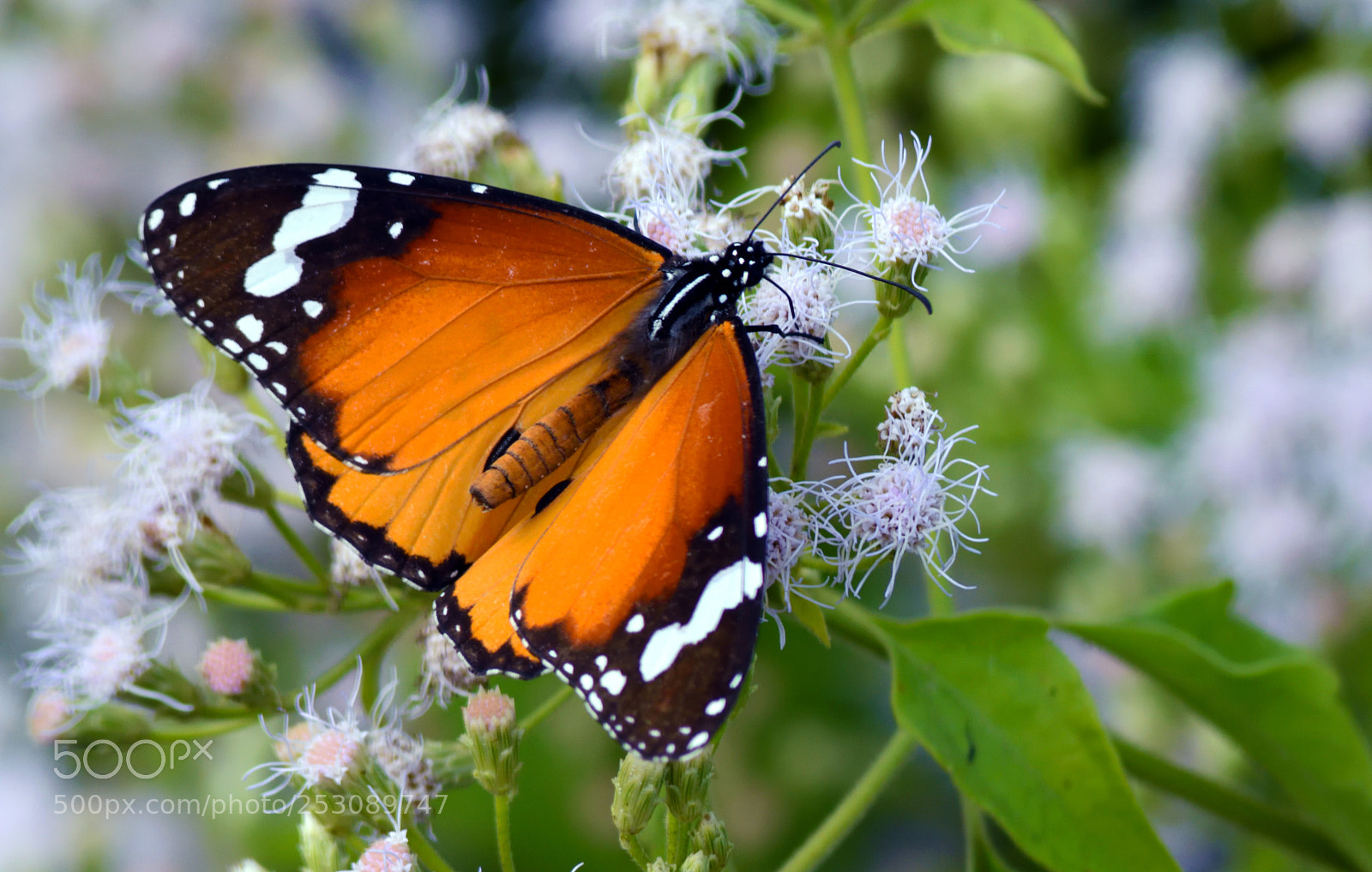 Nikon D7200 sample photo. Divine beauty photography
