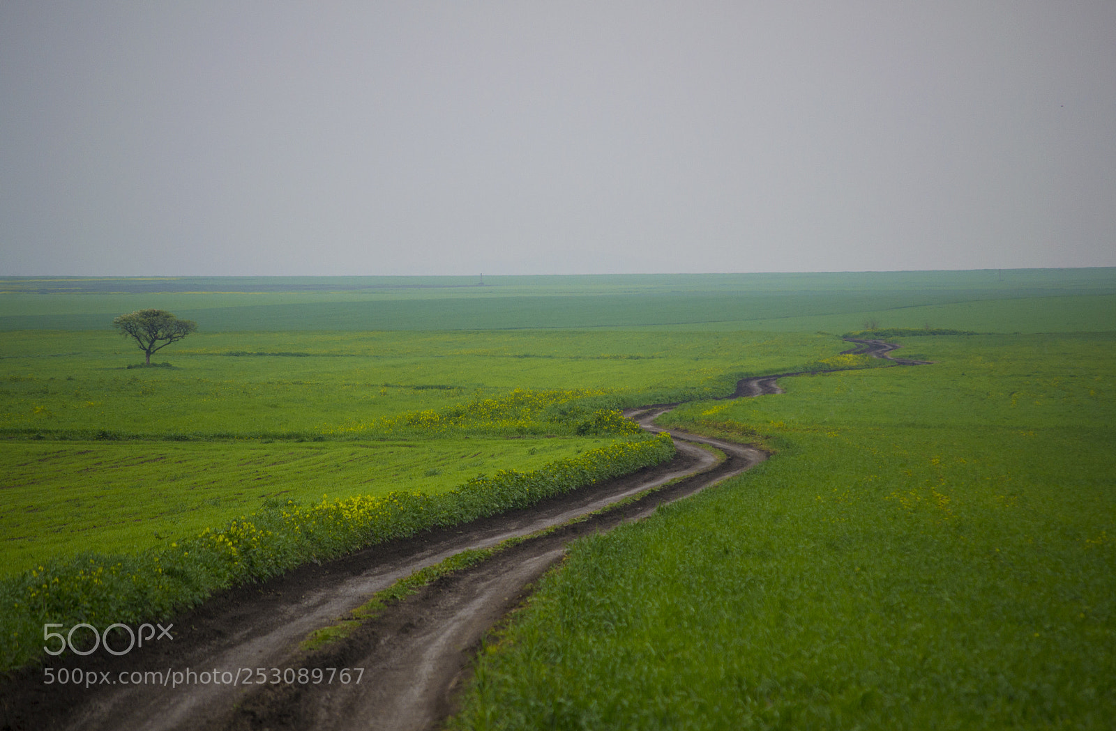 Nikon D3100 sample photo. Green space photography