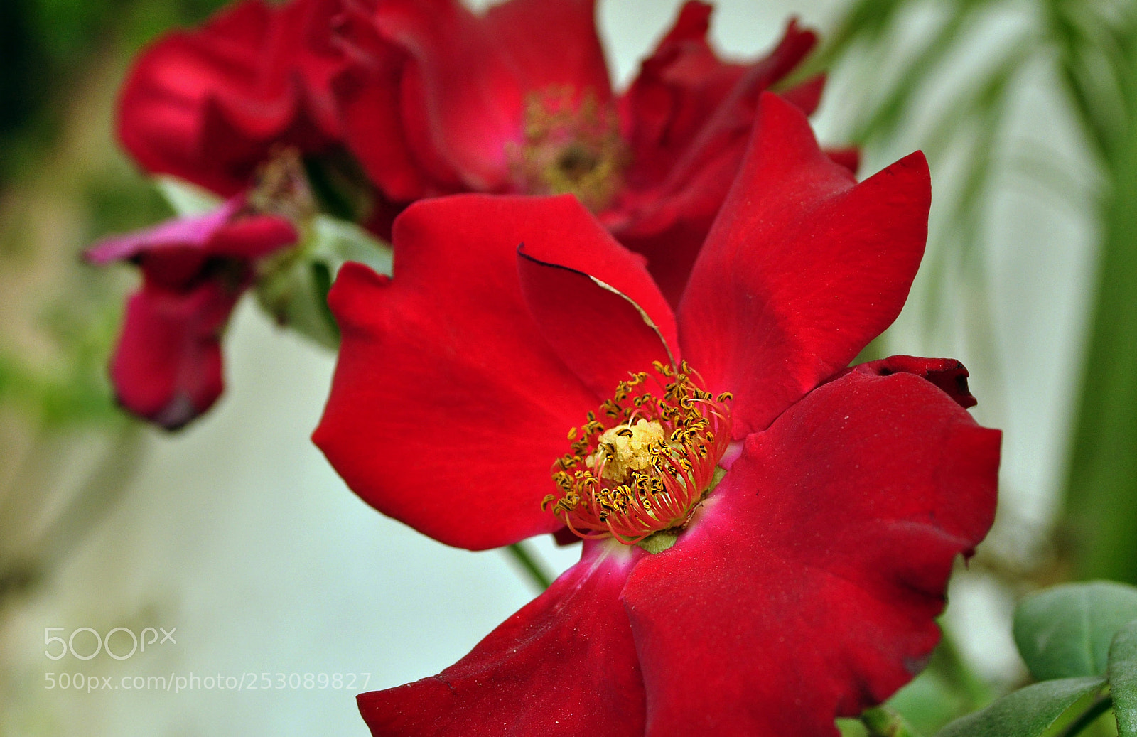 Nikon D5000 sample photo. ()f photography