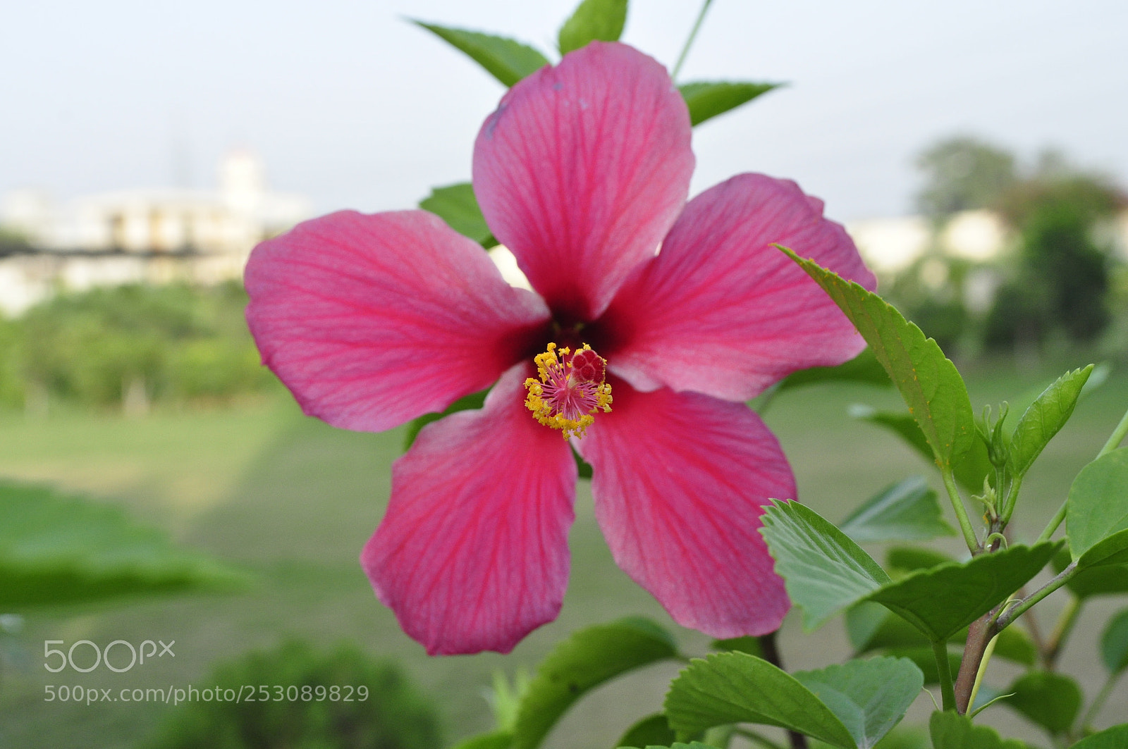 Nikon D5000 sample photo. () photography