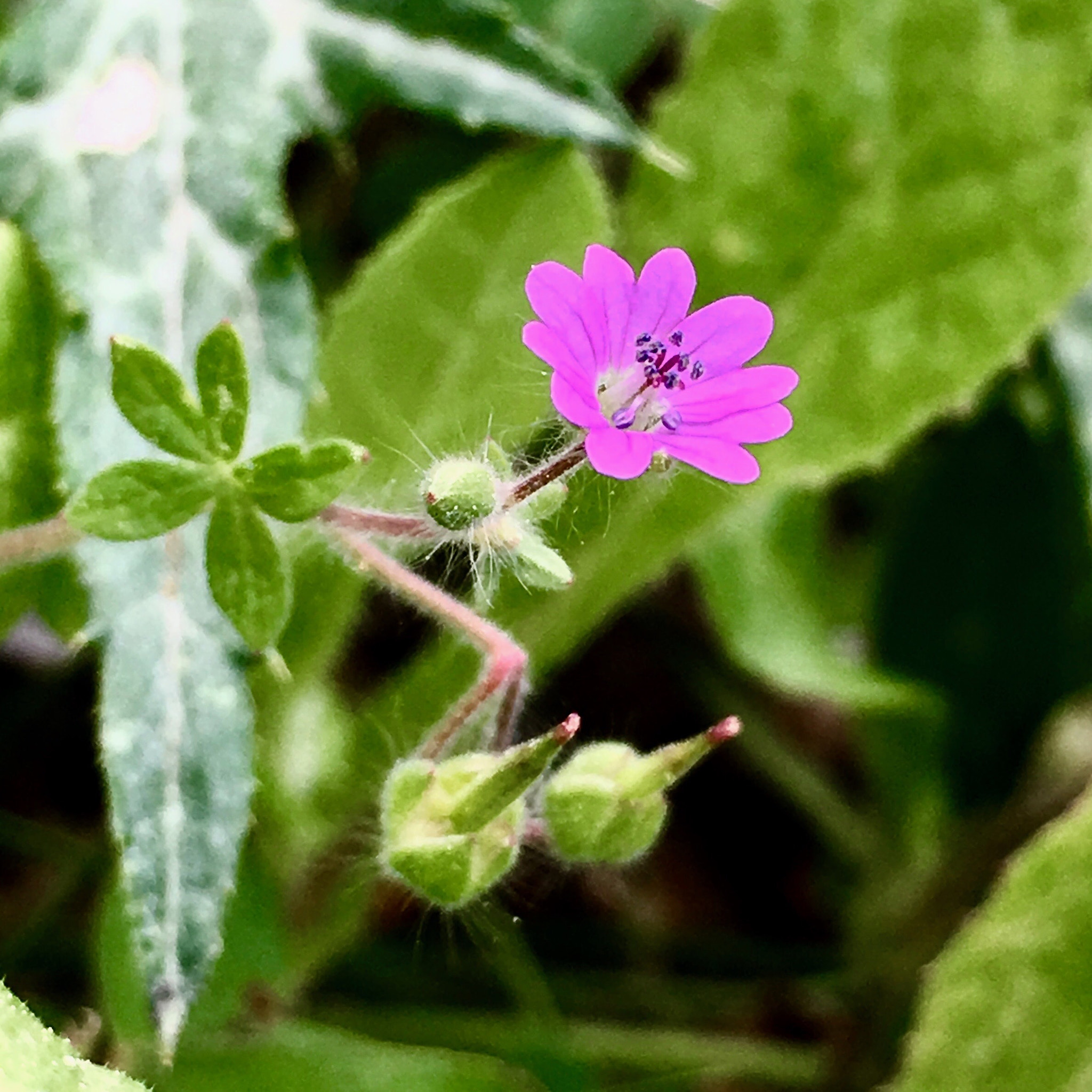 Apple iPad Pro sample photo