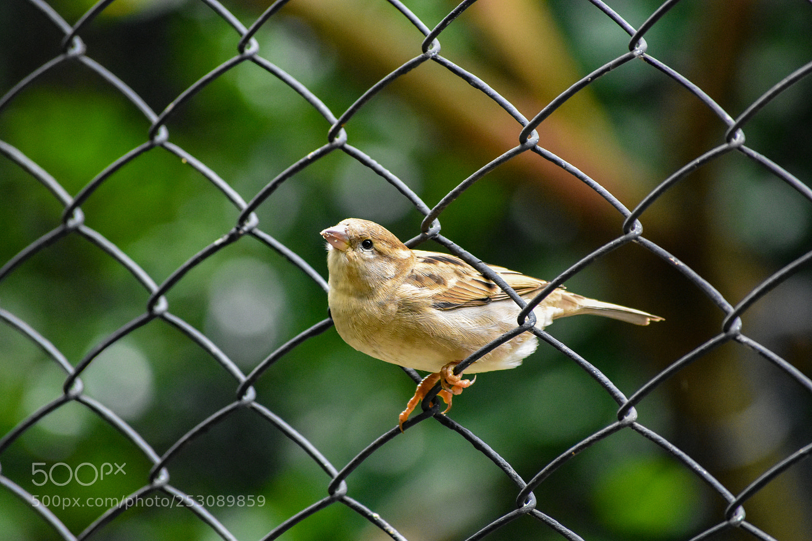 Nikon D3400 sample photo. Bird stuck in a photography