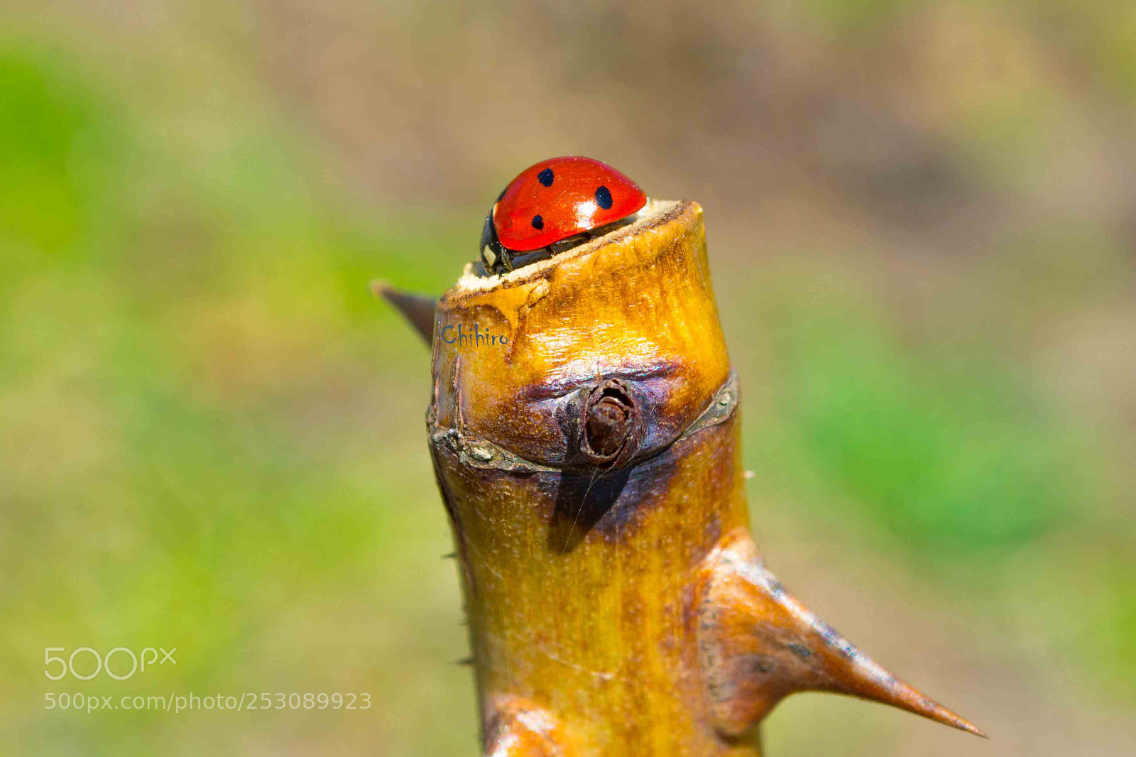 Nikon D7100 sample photo. Ladybug photography