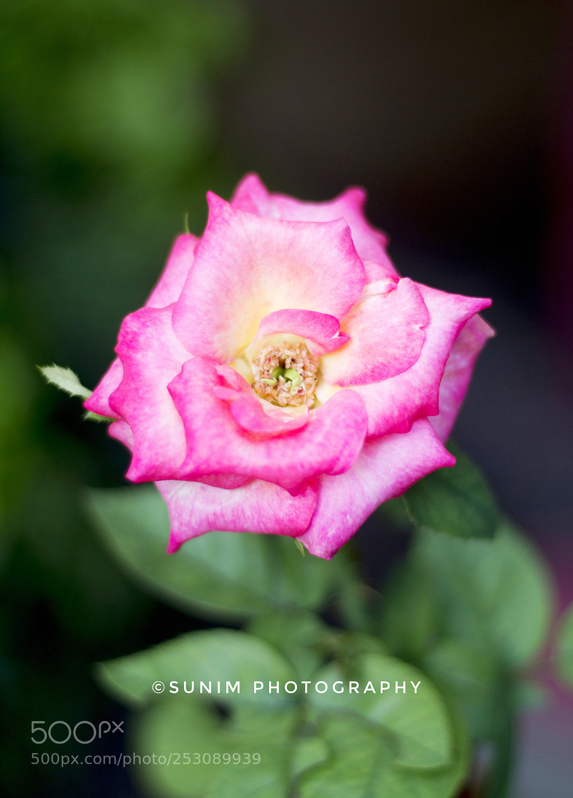 Canon EOS 70D sample photo. Untitled photography