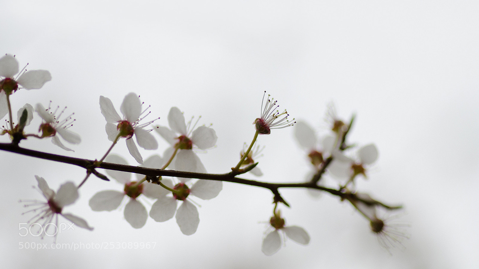 Nikon D7000 sample photo. Spring is here! photography