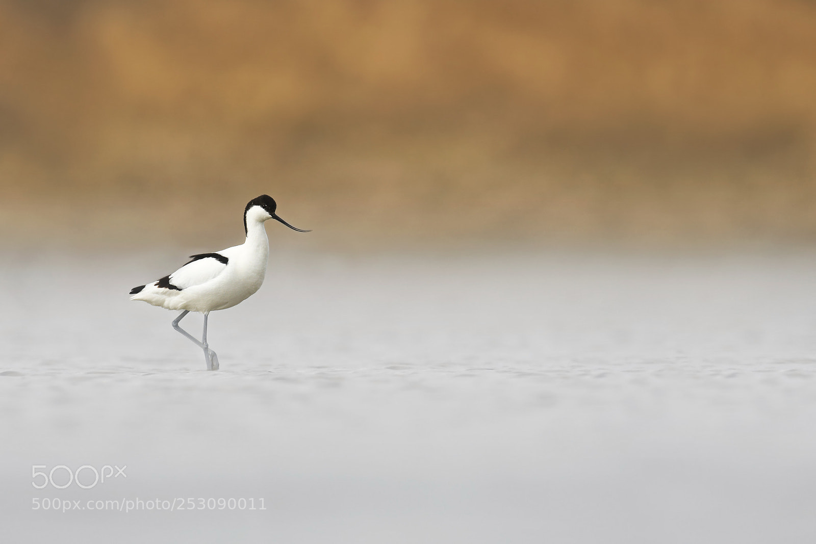 Nikon D500 sample photo. Pied avocet photography