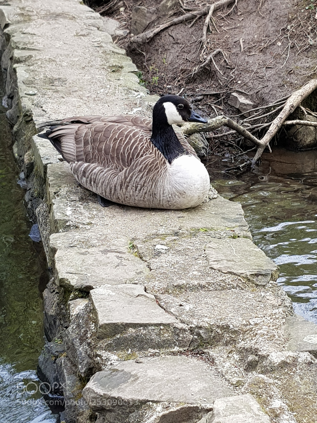 Samsung Galaxy S8+ sample photo. Untitled photography