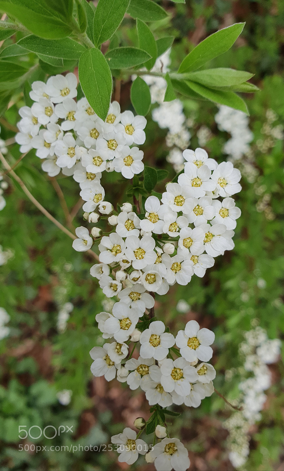 Samsung Galaxy S9+ sample photo. Untitled photography
