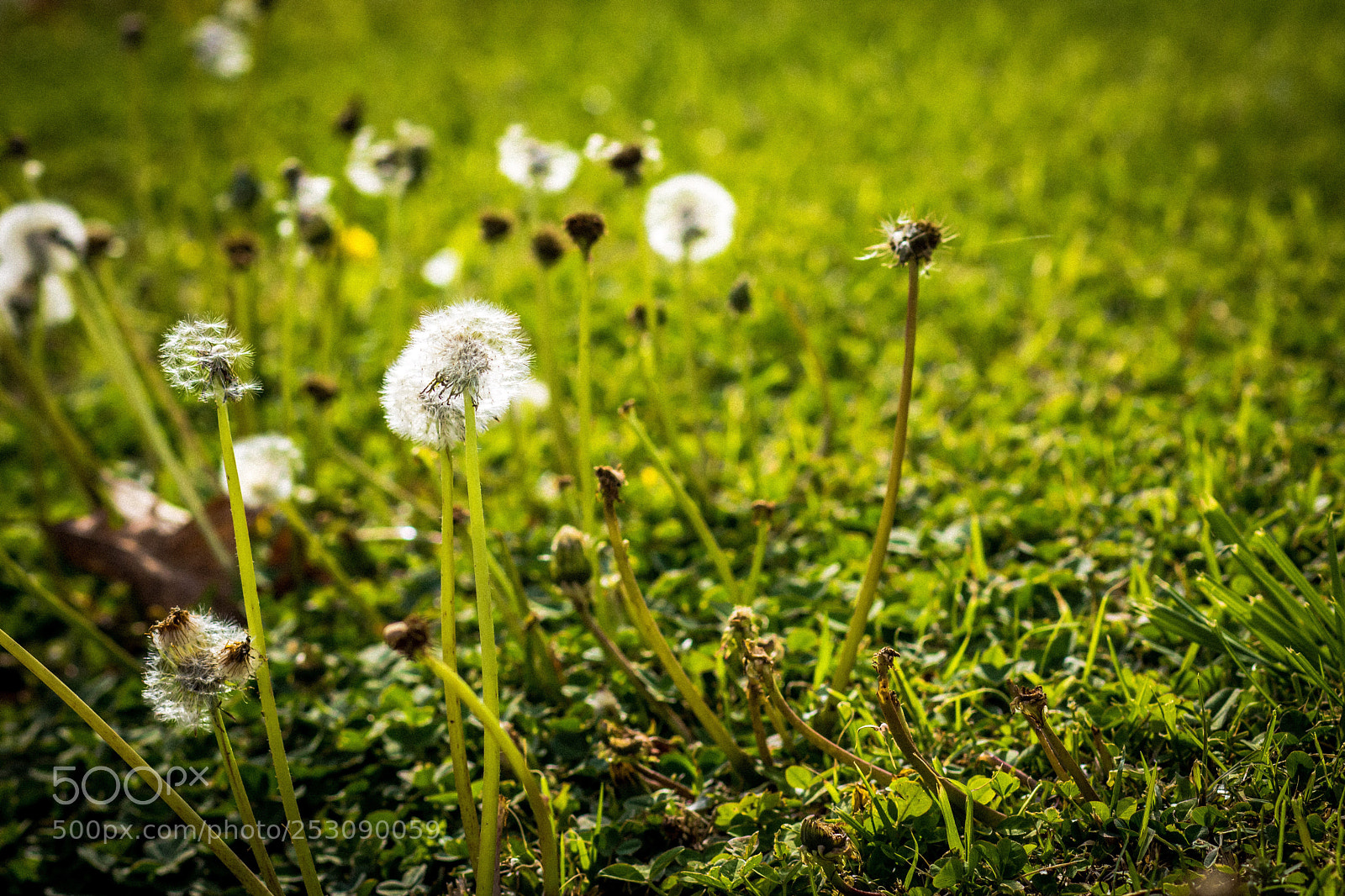 Canon EOS 750D (EOS Rebel T6i / EOS Kiss X8i) sample photo. Dandelions while on a photography