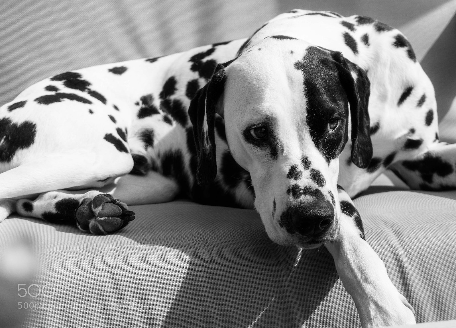 Sony a6000 sample photo. A relaxed dalmatian photography