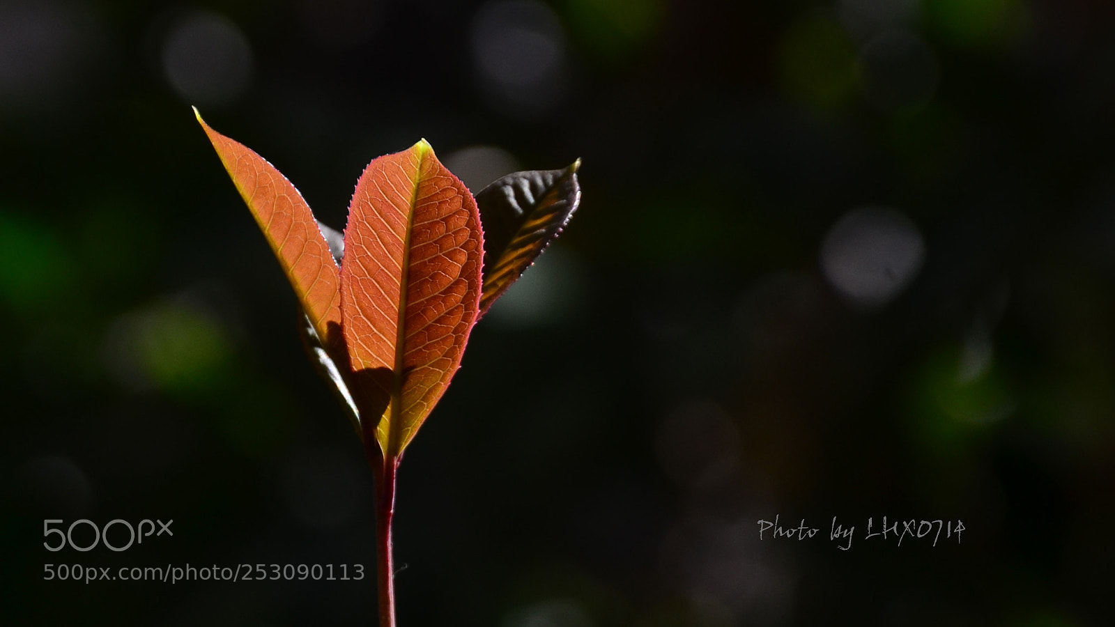 Nikon D7000 sample photo. Germination photography