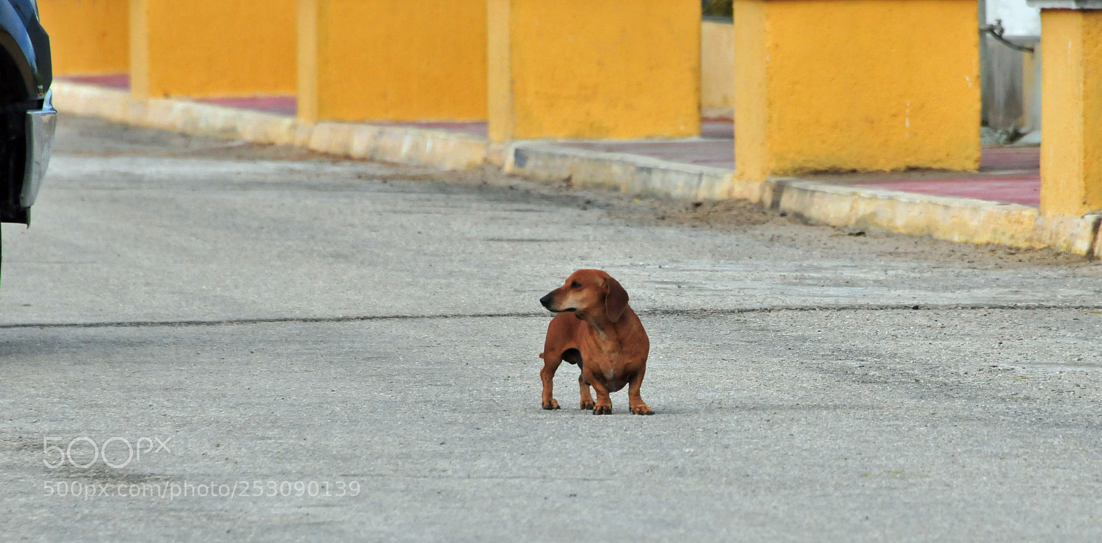 Nikon D300 sample photo. Hey i'm crossin' the photography