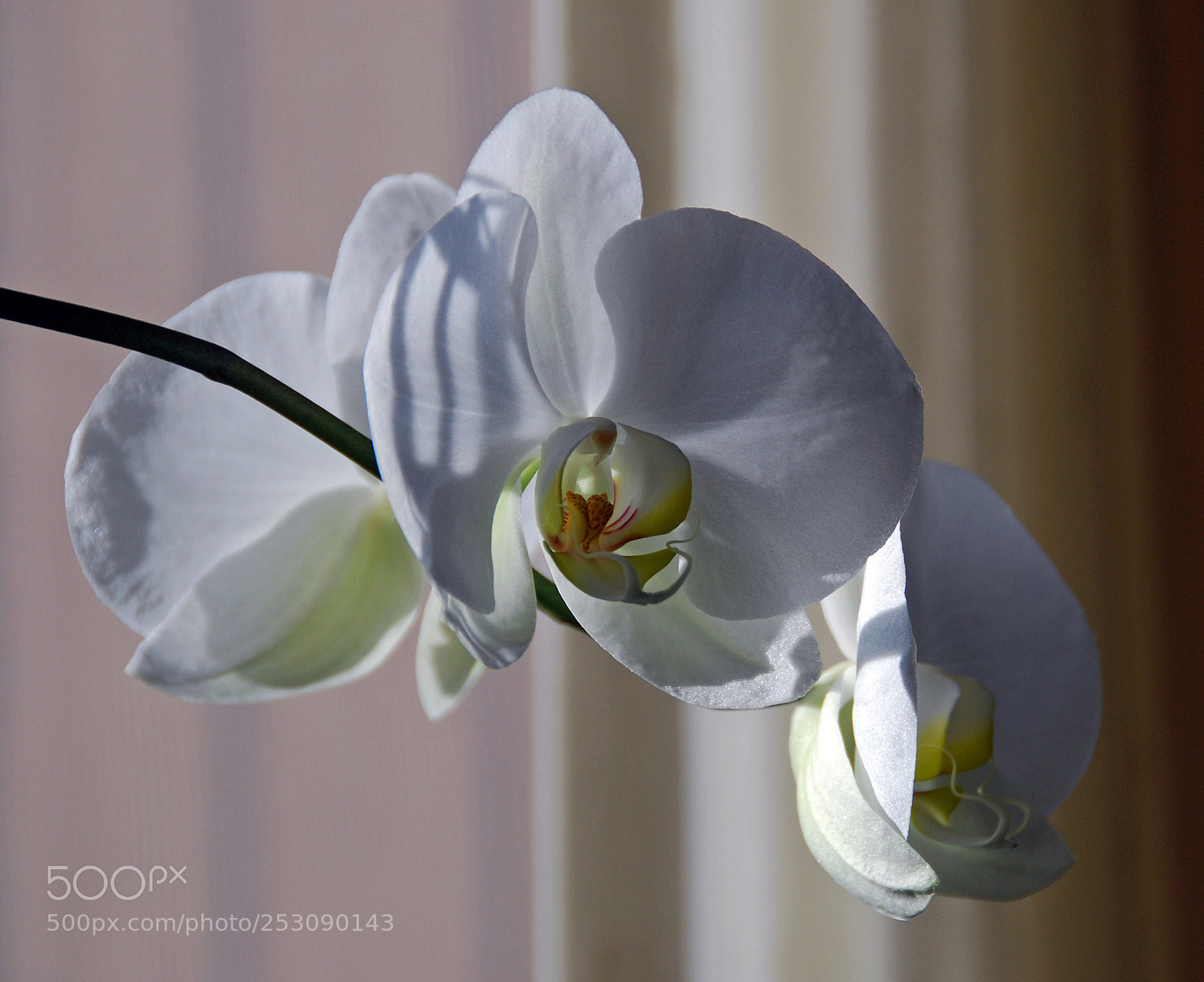 Nikon D40X sample photo. Lovely whites photography