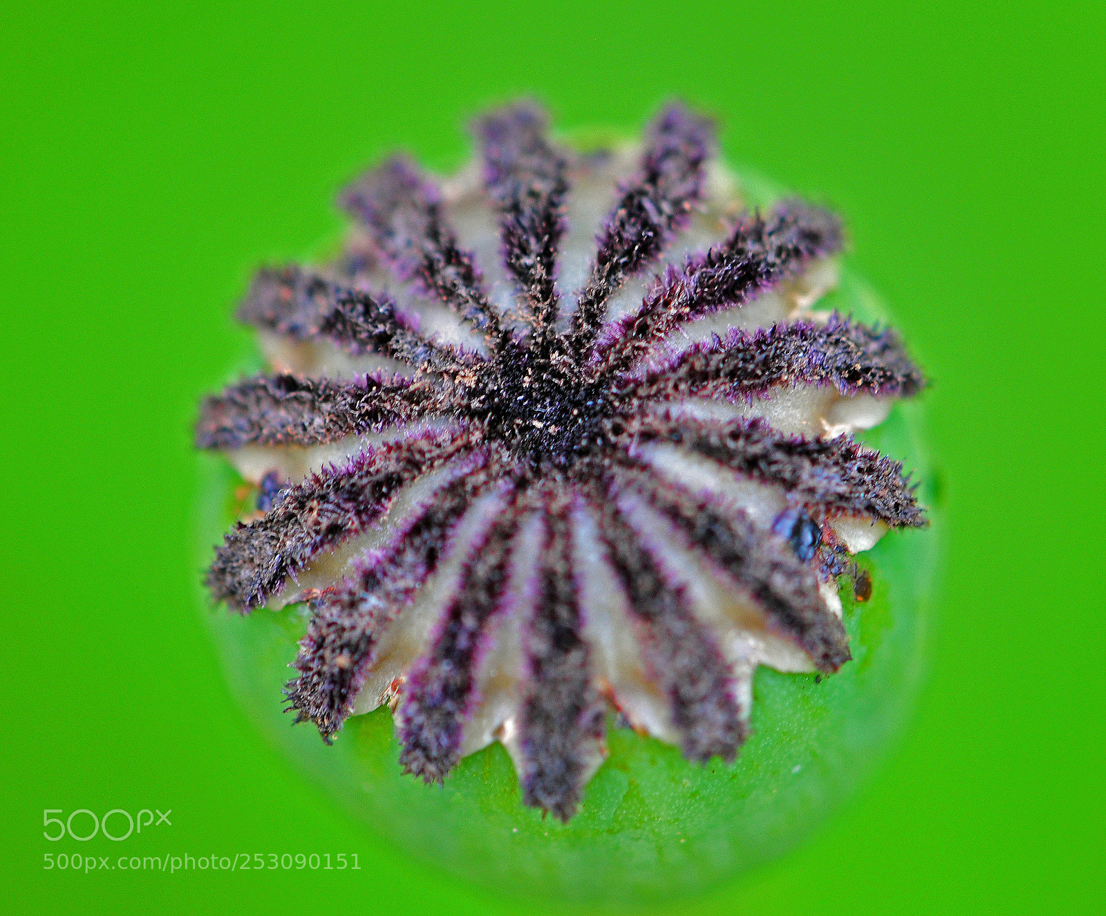 Nikon D300 sample photo. Poppy pod photography