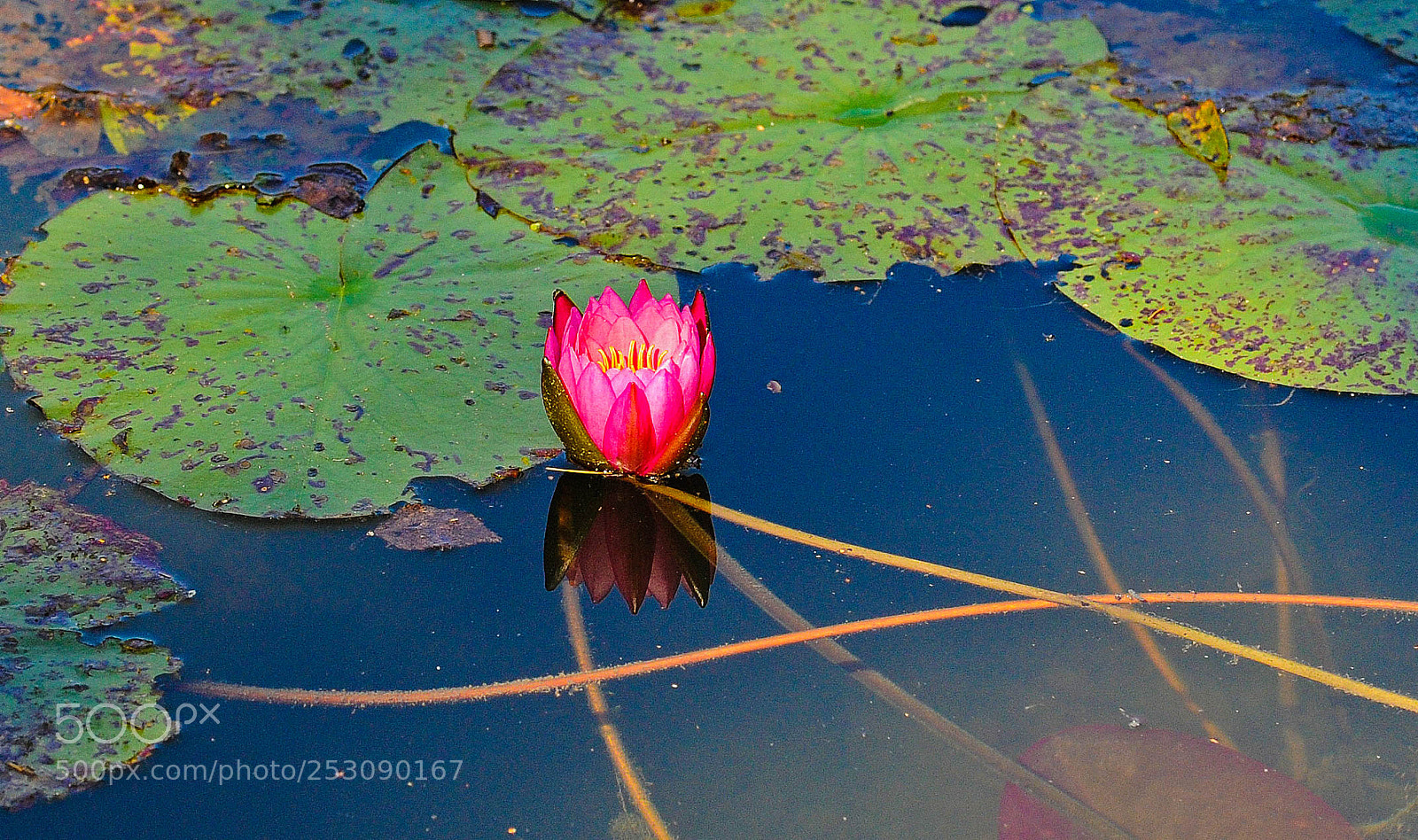 Nikon D700 sample photo. Water lily photography