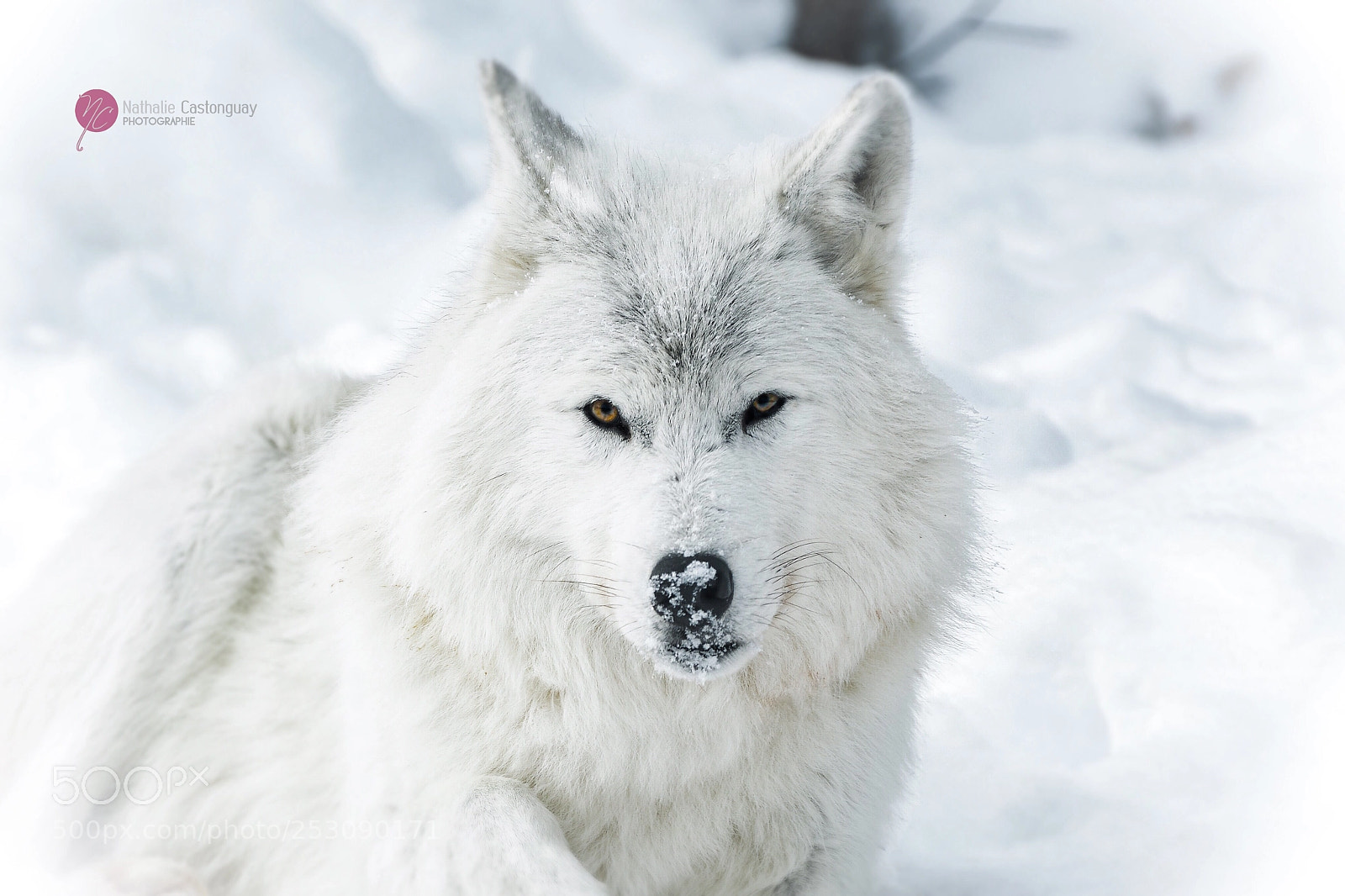 Nikon D7100 sample photo. Wolf photography