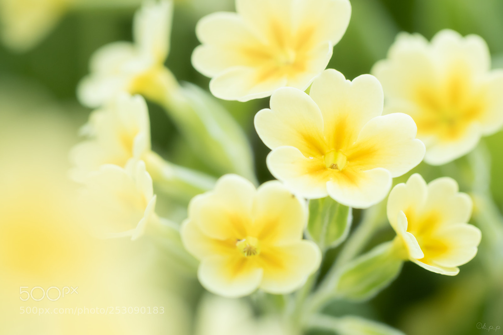 Canon EOS 80D sample photo. Cowslip photography