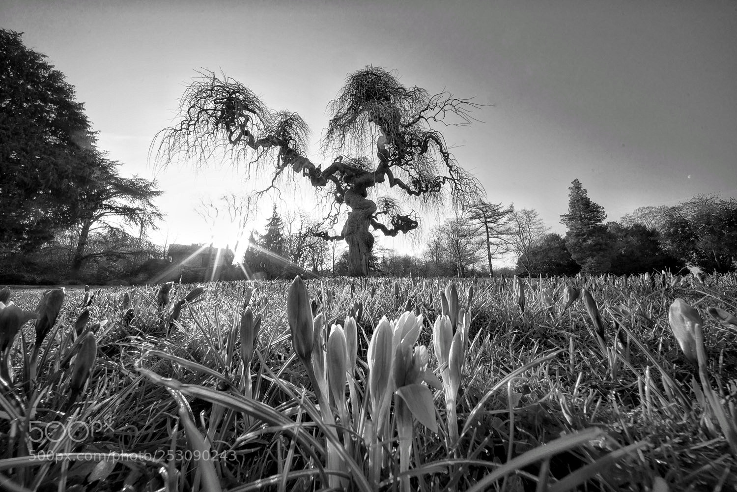 Sony a7R sample photo. Crocus [i] photography