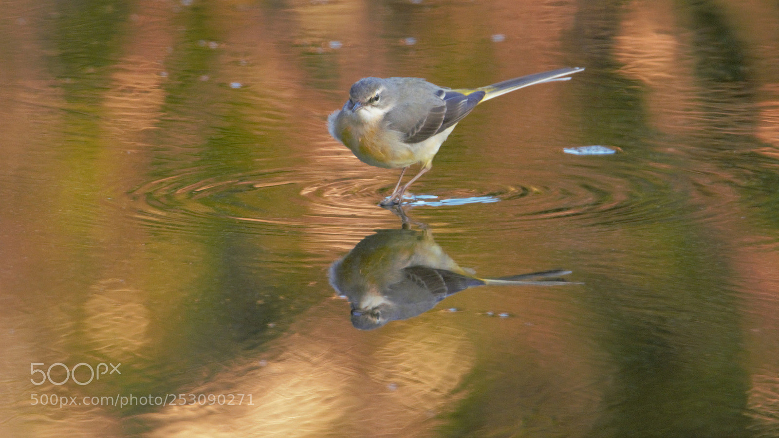 Nikon D7100 sample photo. () photography